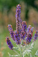 Image of leadplant