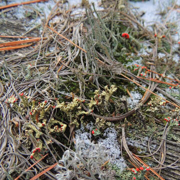 Image of cup lichen