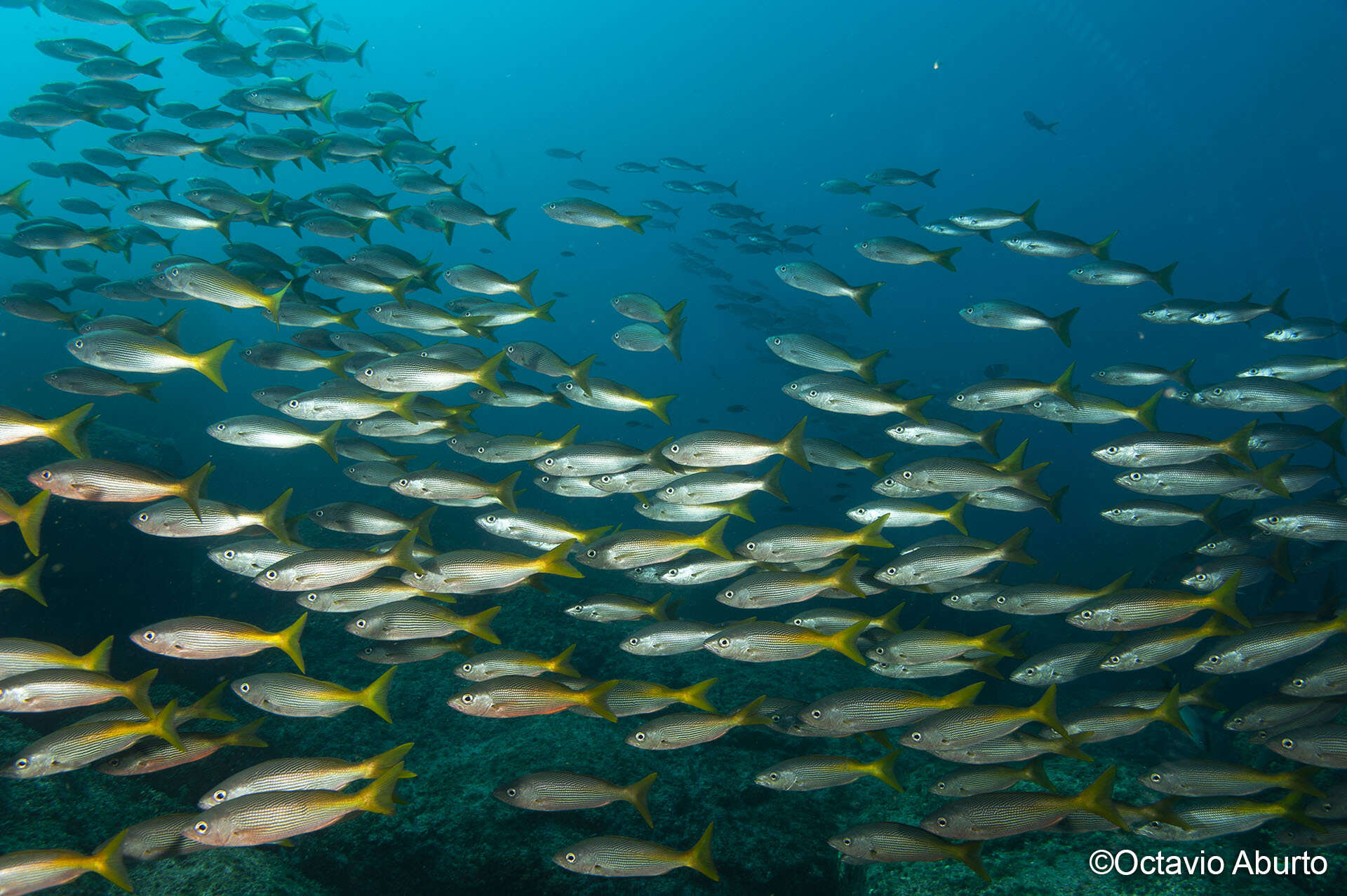 Image of Golden snapper