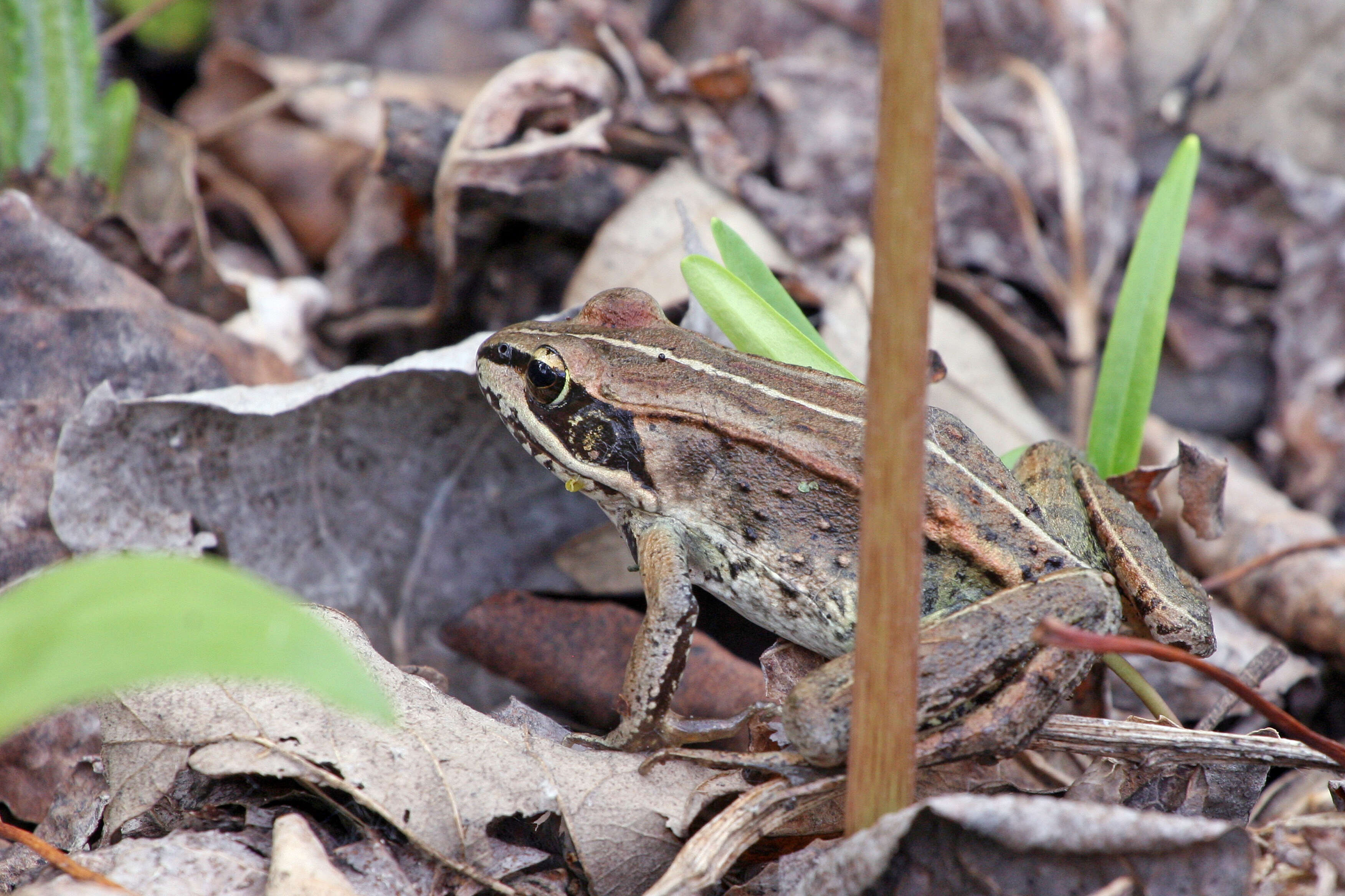 Lithobates sylvaticus (Le Conte 1825) resmi