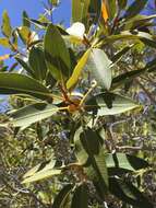 Image of Ficus desertorum