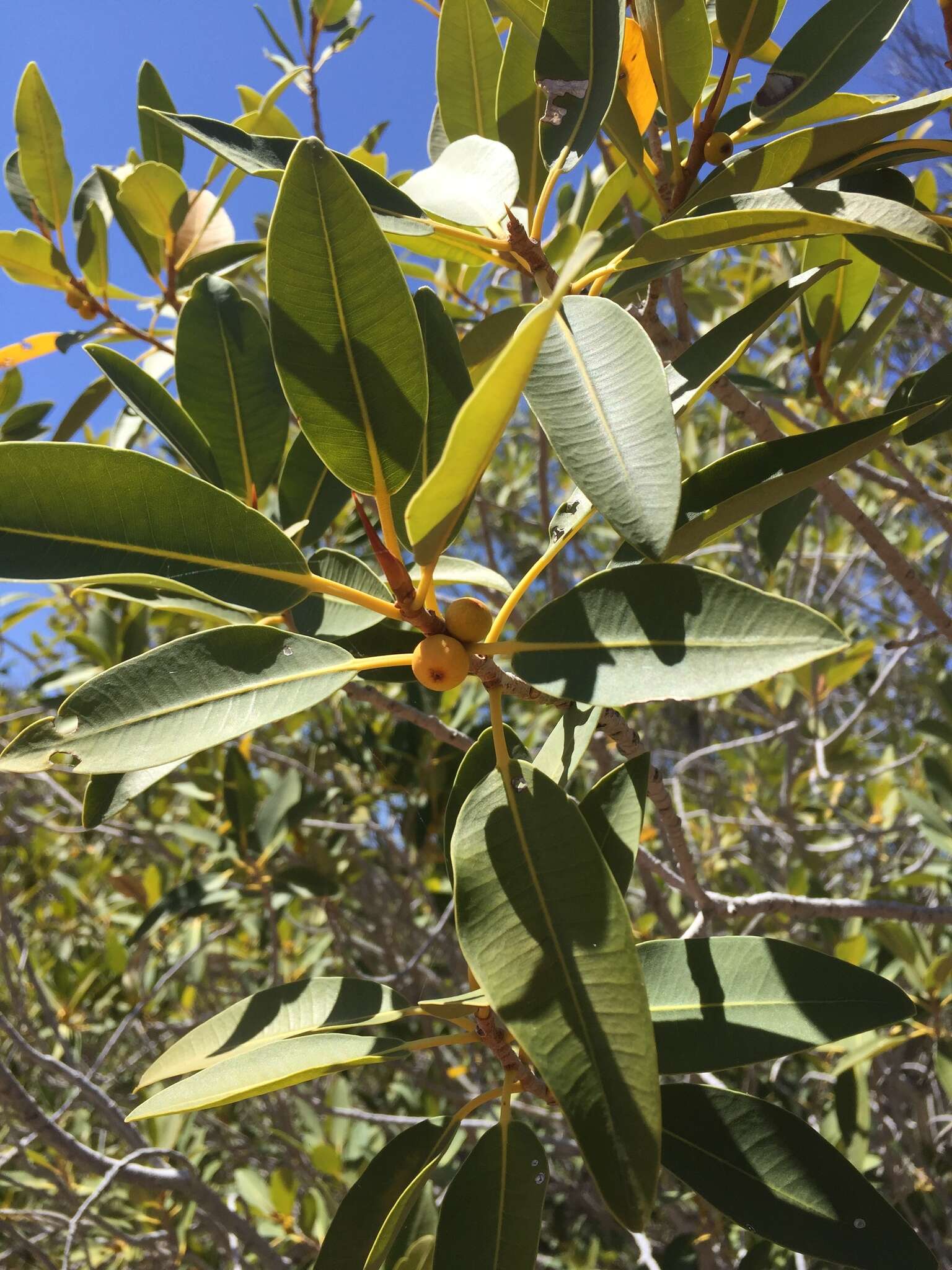 Ficus desertorum的圖片