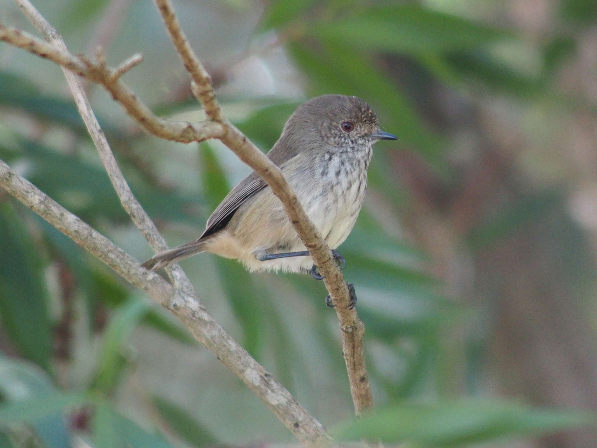 Image of Acanthiza apicalis apicalis Gould 1847