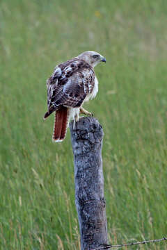 Image of Red-tailed Hawk