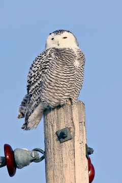 Image of Snowy Owl