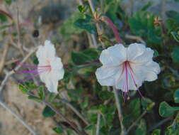 Image of Berlandier's trumpets