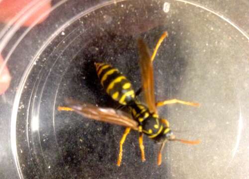 Image of European Paper Wasp