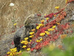 صورة Sedum oreganum Nutt. ex Torr. & Gray