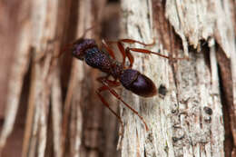 Image of Rhytidoponera scabrior Crawley 1925