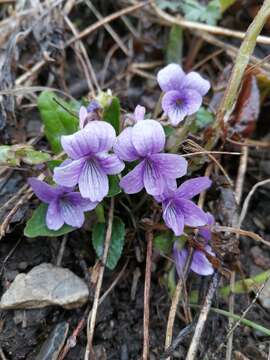 صورة Viola macroceras Bunge