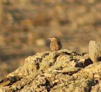 Image of Scale-throated Earthcreeper