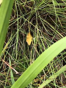 Image of Variable Tropic Moth