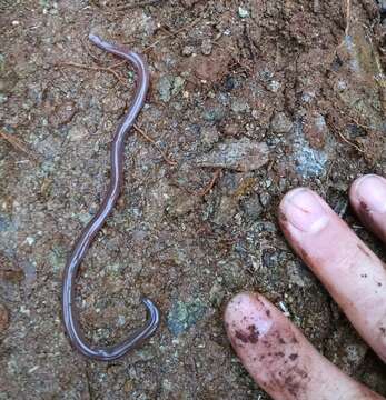 Image of Andasibe Blind Snake