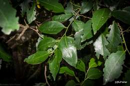 Image of silky celtis