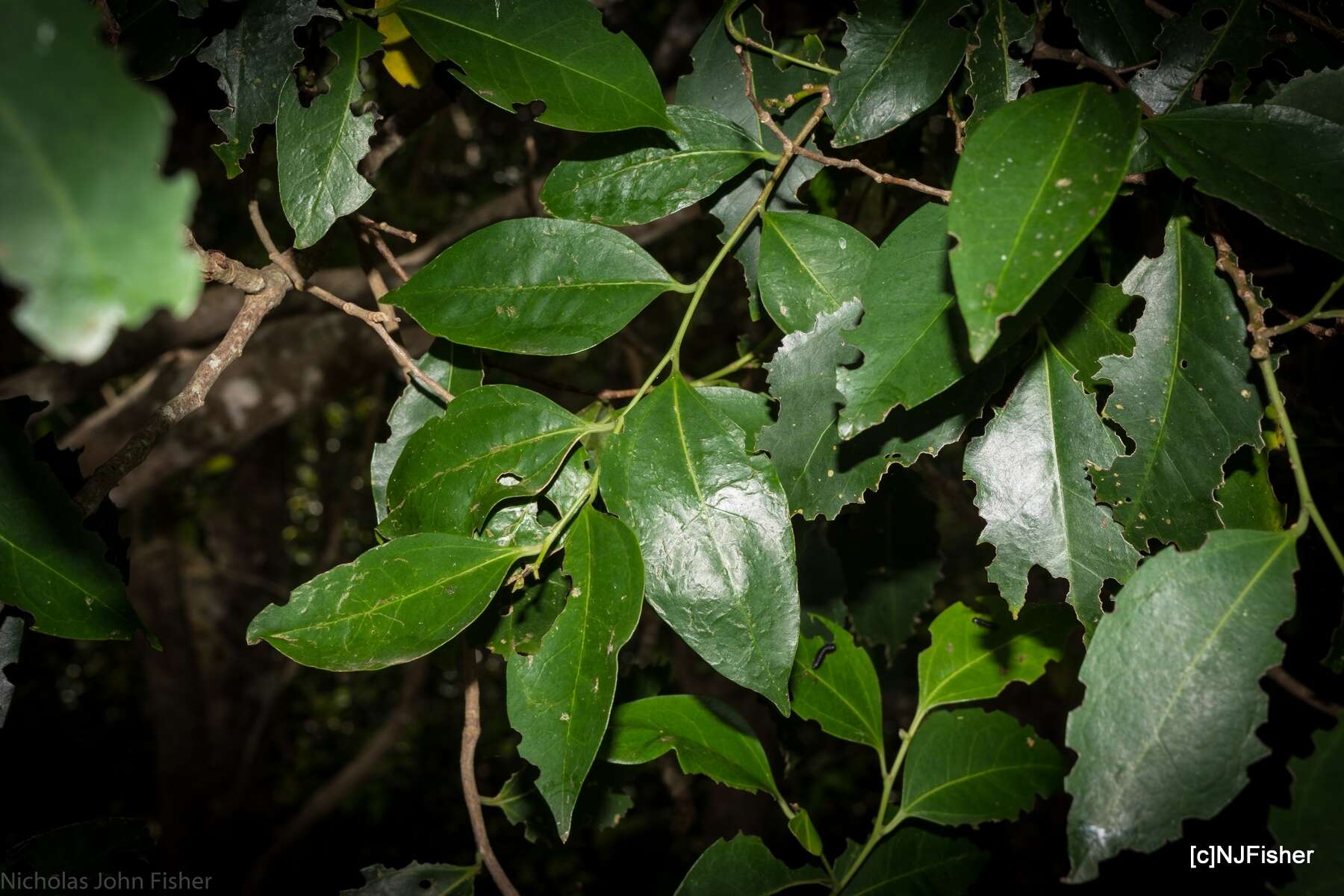 Image of silky celtis