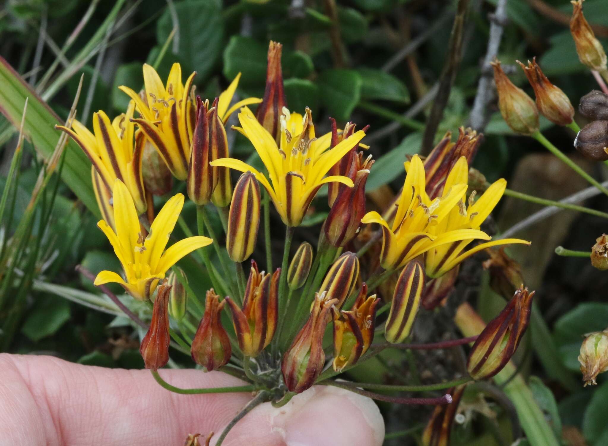 Image of dwarf goldenstar