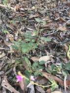 Image of Desmodium rhytidophyllum Benth.