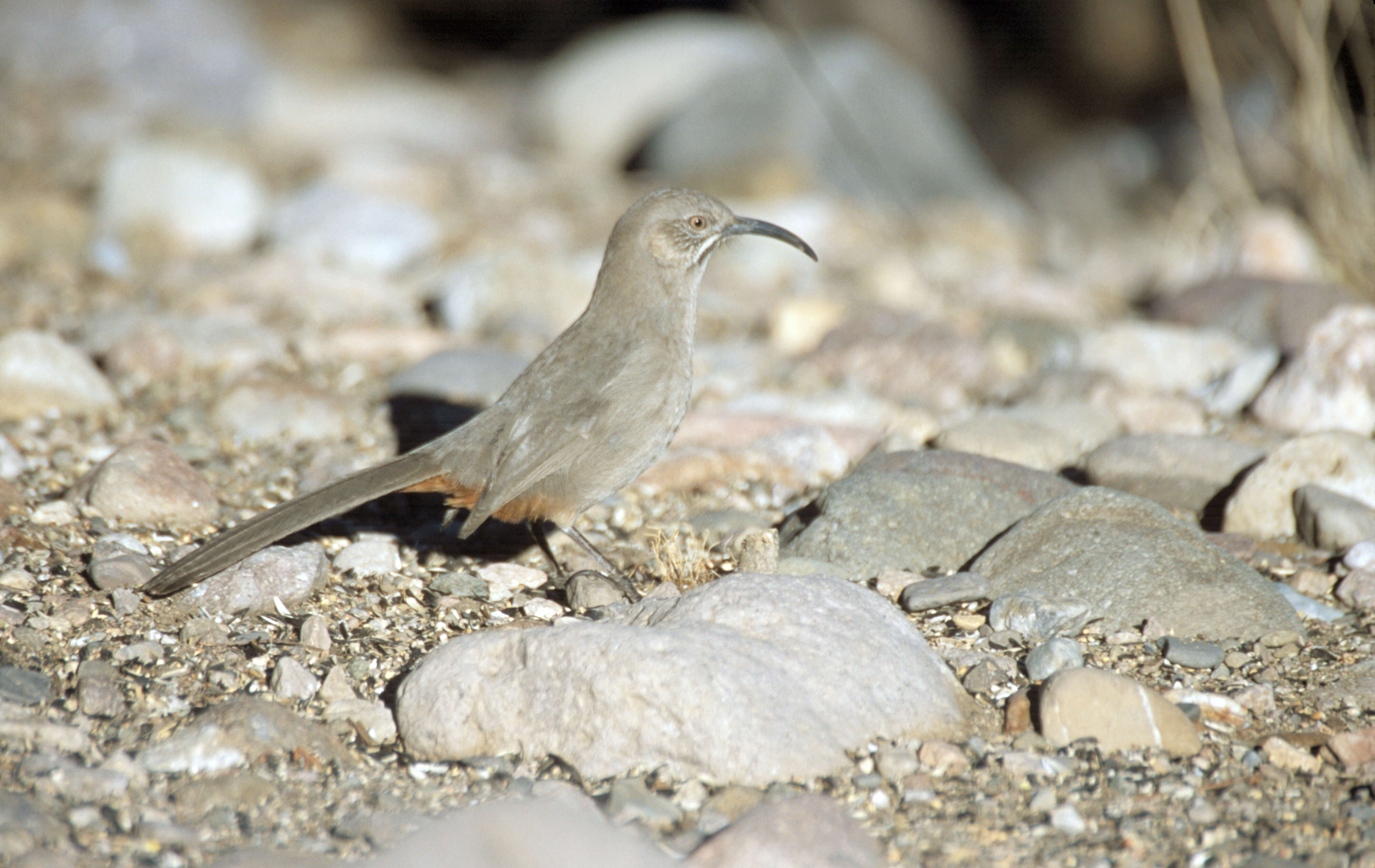 Image of Crissal Thrasher