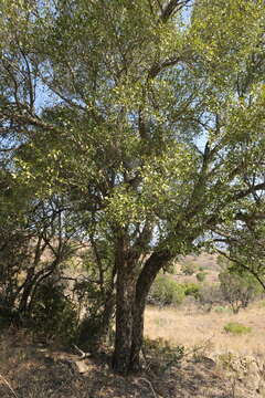 Image of Lydenburgia cassinoides N. Robson