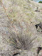 Image of California melicgrass