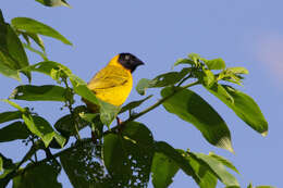 Image of Bertram's Weaver