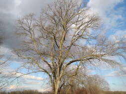 Image of Small-leaved Elm