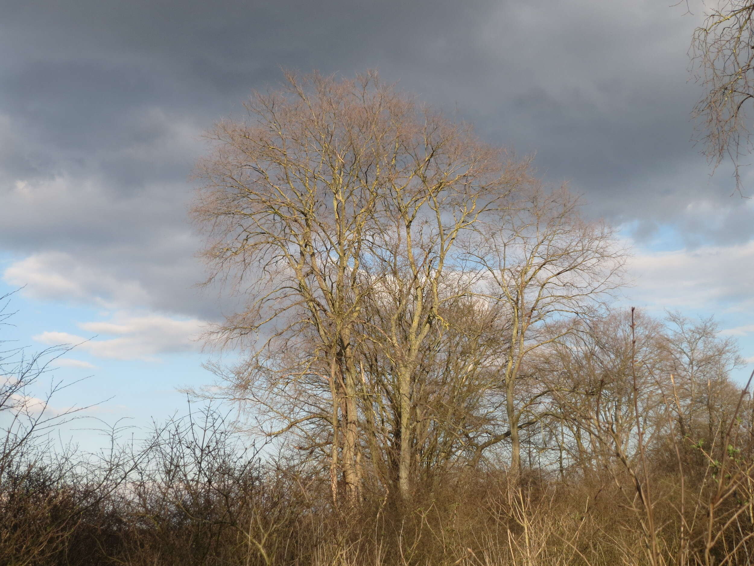 Image of Small-leaved Elm