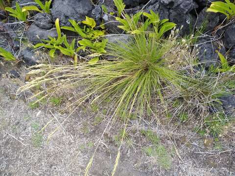 Image of Festuca petraea Guthnick ex Seub.