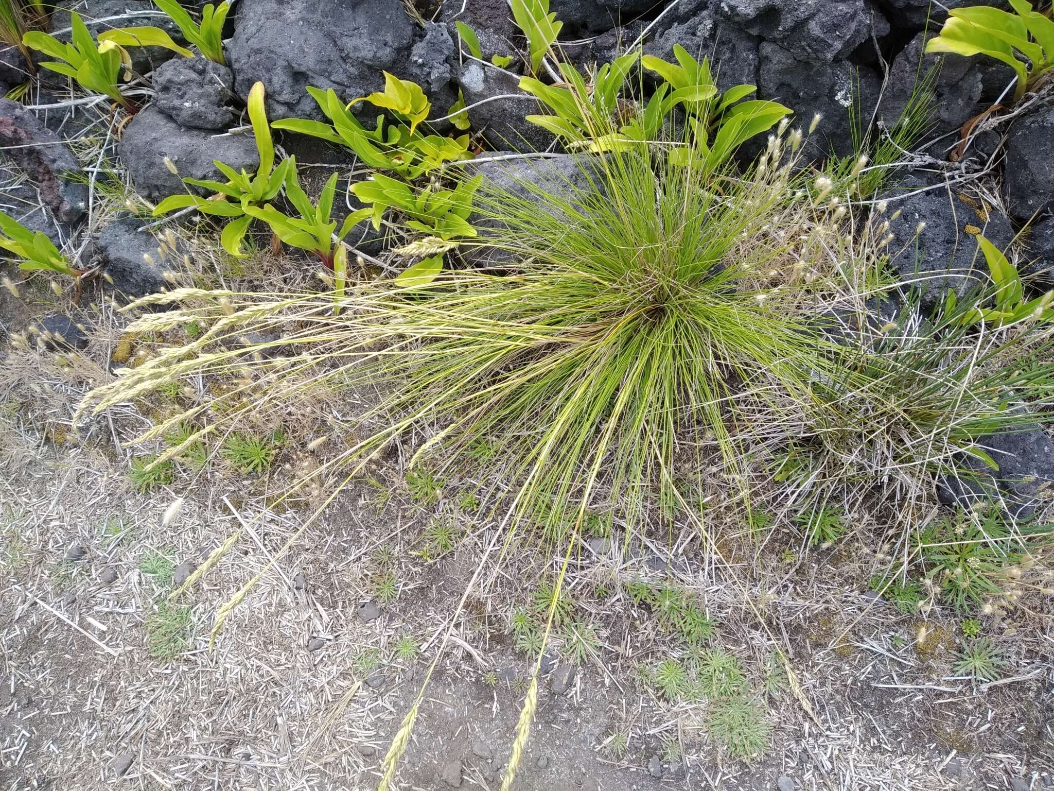 Image of Festuca petraea Guthnick ex Seub.