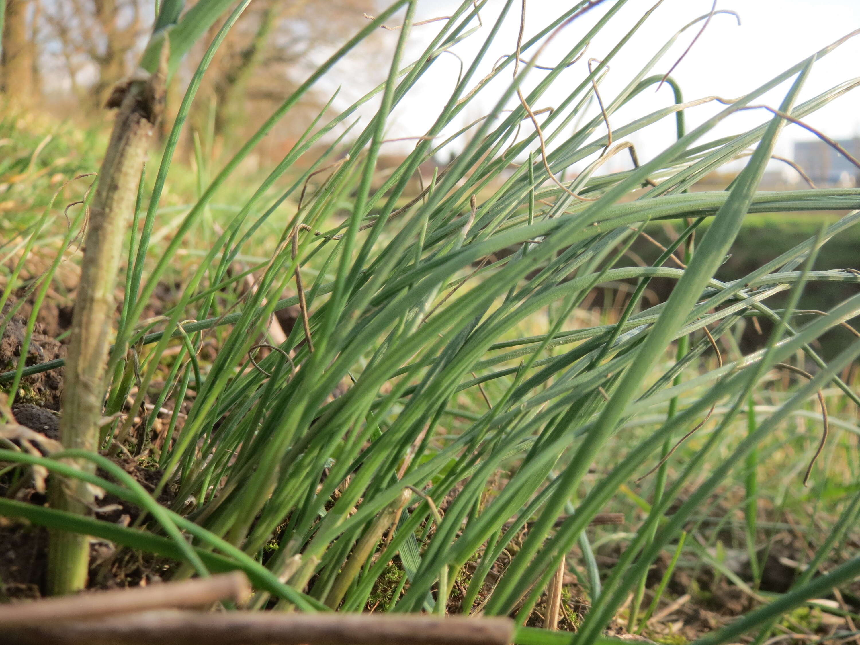 Image of wild chives