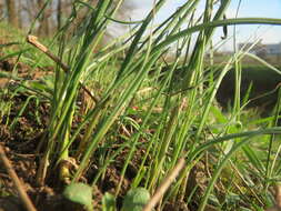 Image of wild chives