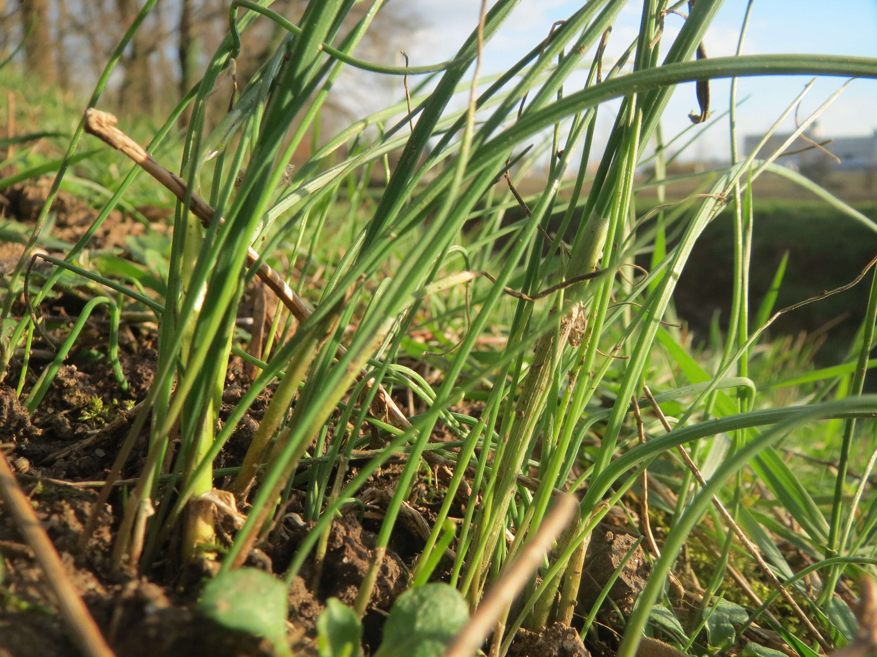 Image of wild chives