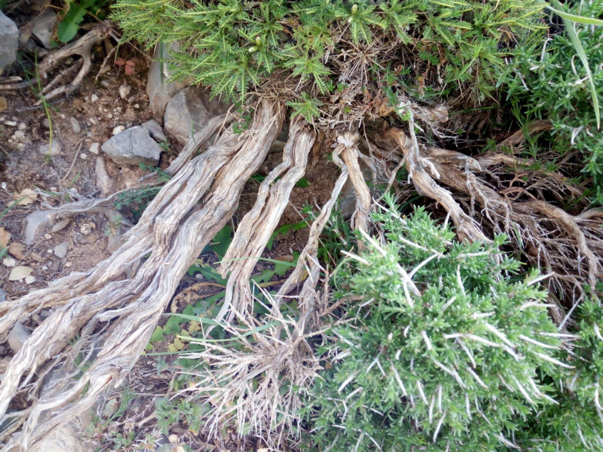 Image of Astragalus angustifolius Lam.