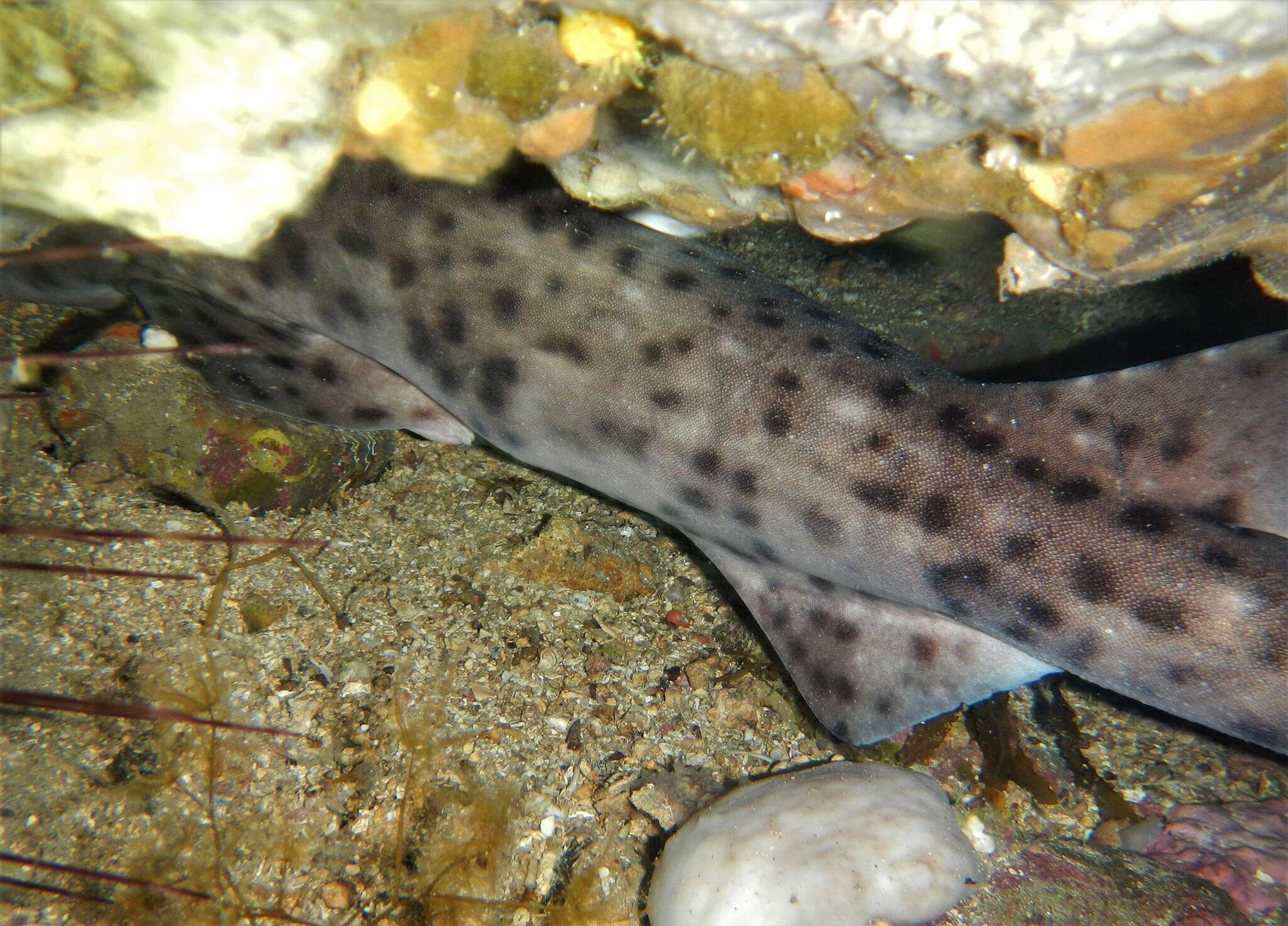 Слика од Scyliorhinus stellaris (Linnaeus 1758)