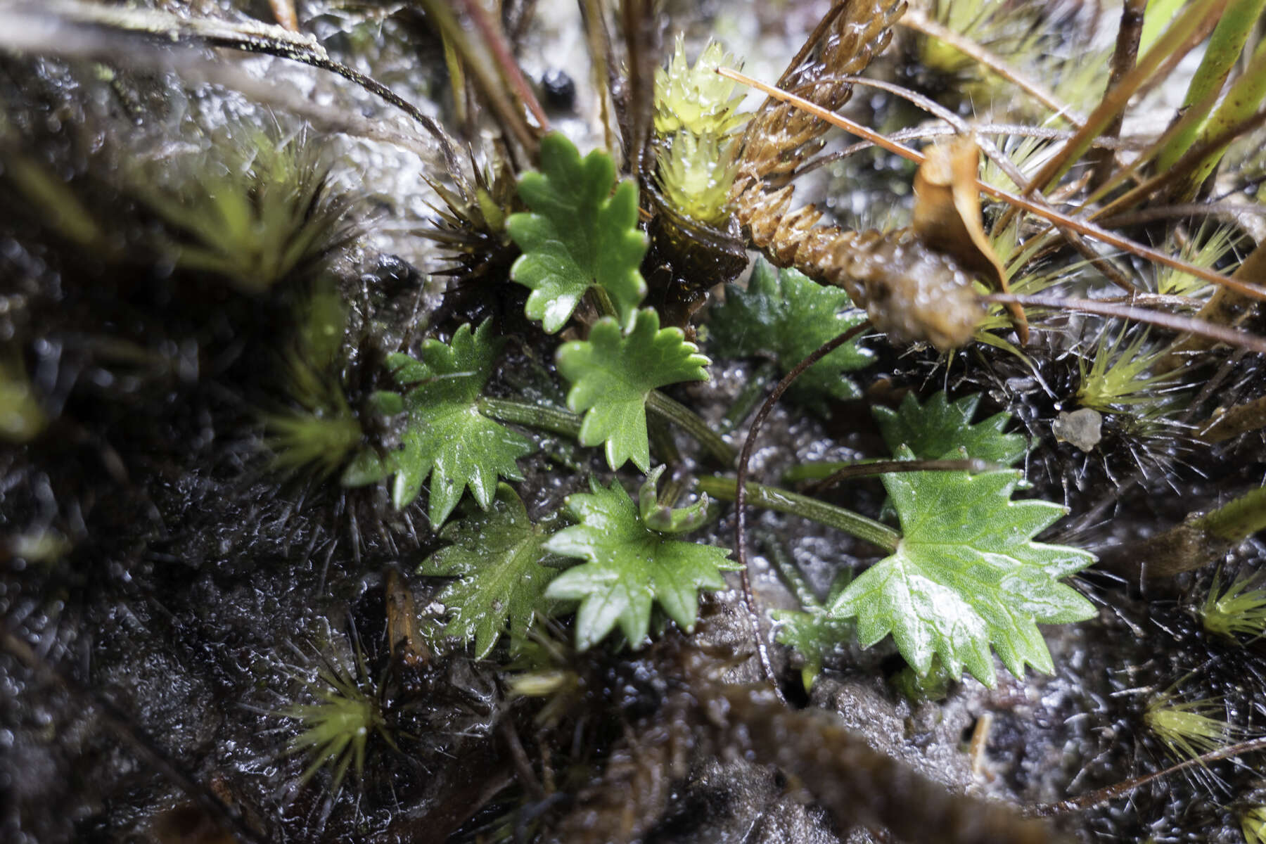 Image of Oschatzia saxifraga (Hook. fil.) Walp.