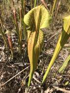 Image of pitcherplant