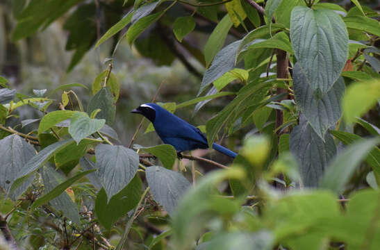 Image of White-collared Jay