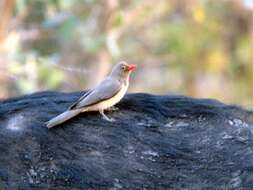 Image of Red-billed Oxpecker