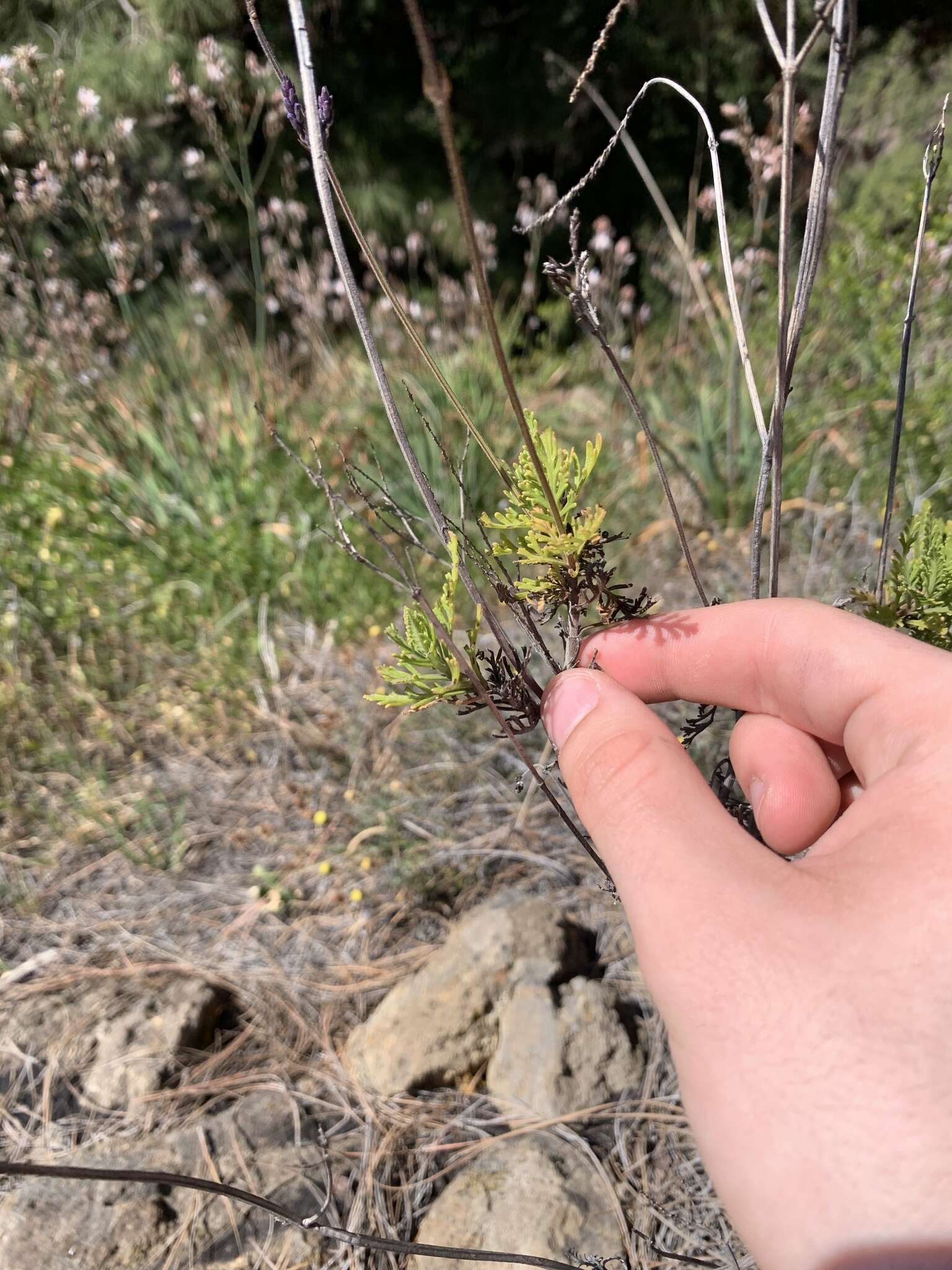 Image of Lavandula canariensis subsp. palmensis Upson & S. Andrews