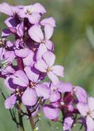 Image of Erysimum linifolium (Pers.) J. Gay