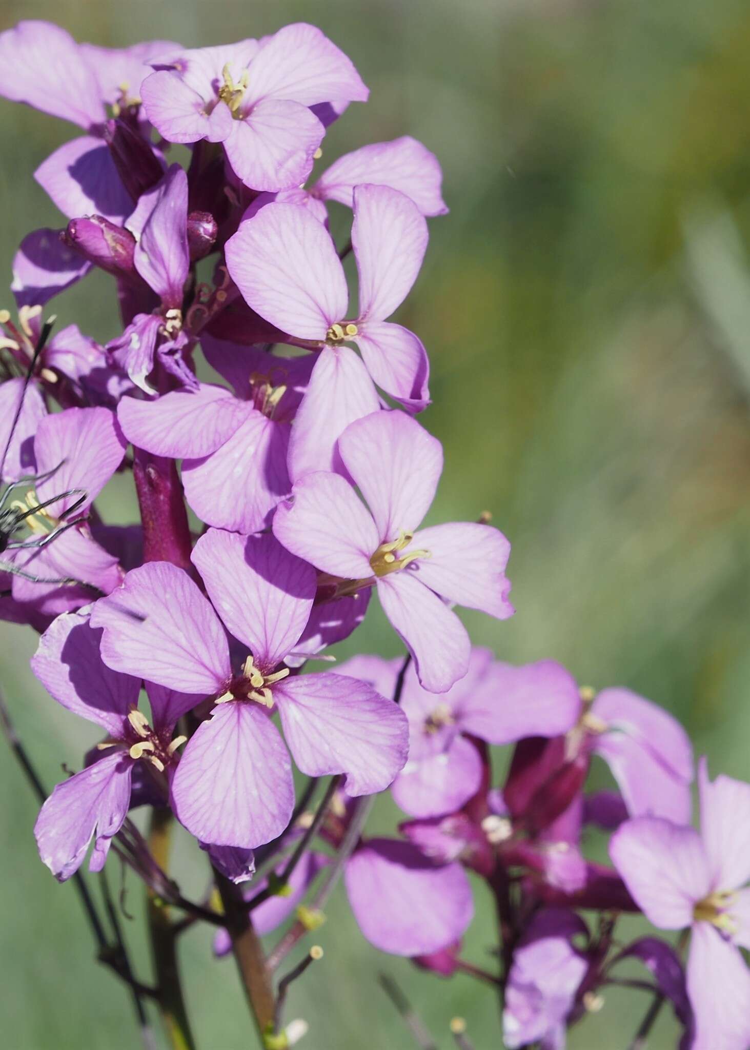 Image of Erysimum linifolium (Pers.) J. Gay