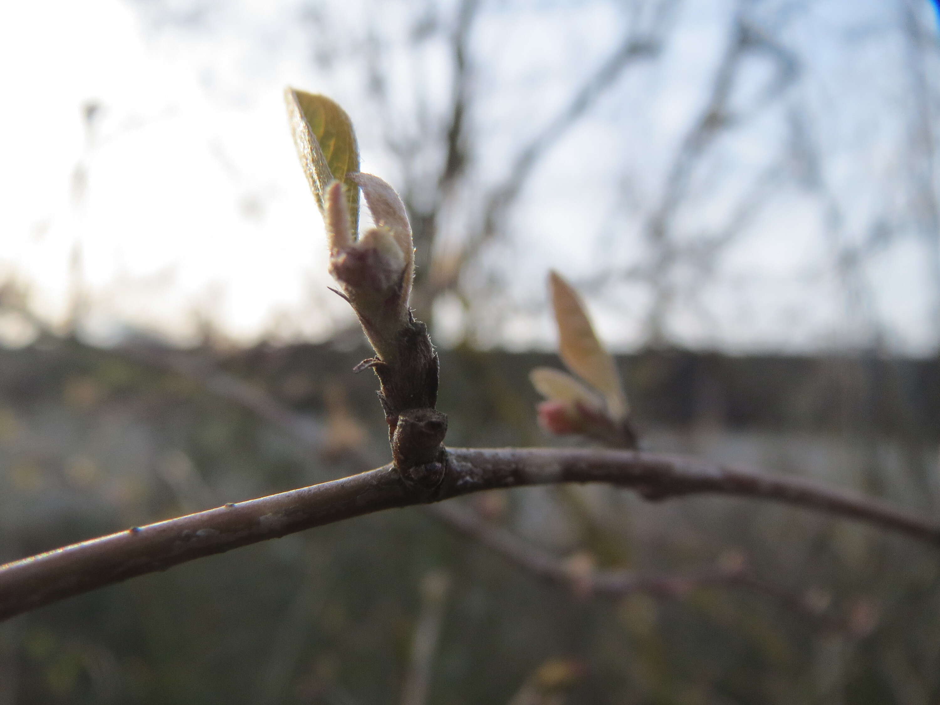 Imagem de Lonicera xylosteum L.