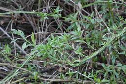 Imagem de Baccharis phyteumoides (Less.) DC.