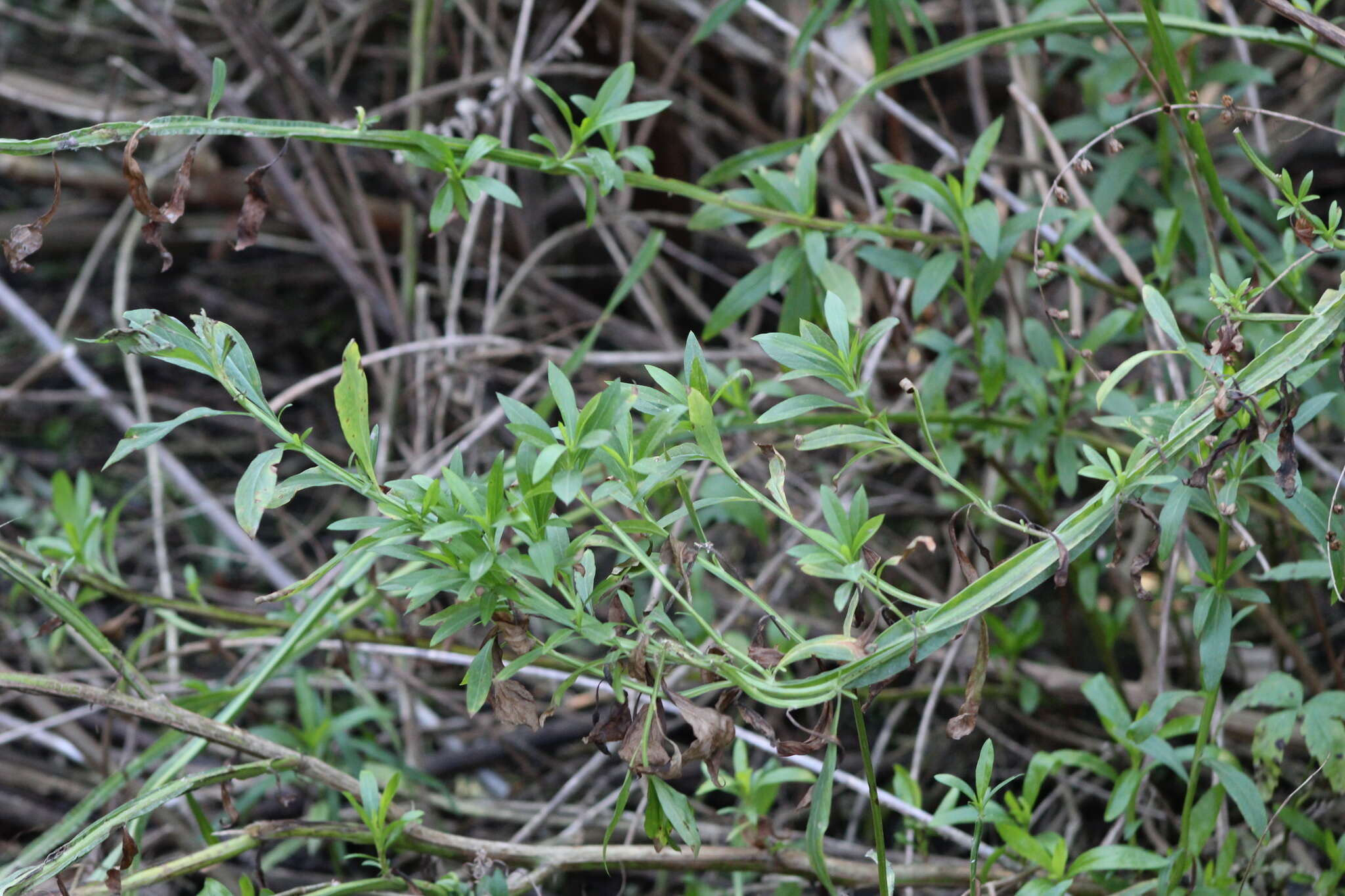 Imagem de Baccharis phyteumoides (Less.) DC.