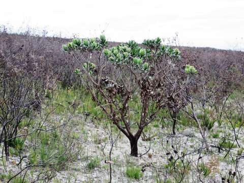 Image of Leucospermum conocarpodendron subsp. viridum Rourke