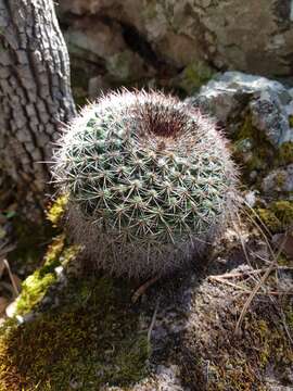 Image of Mammillaria standleyi (Britton & Rose) Orcutt