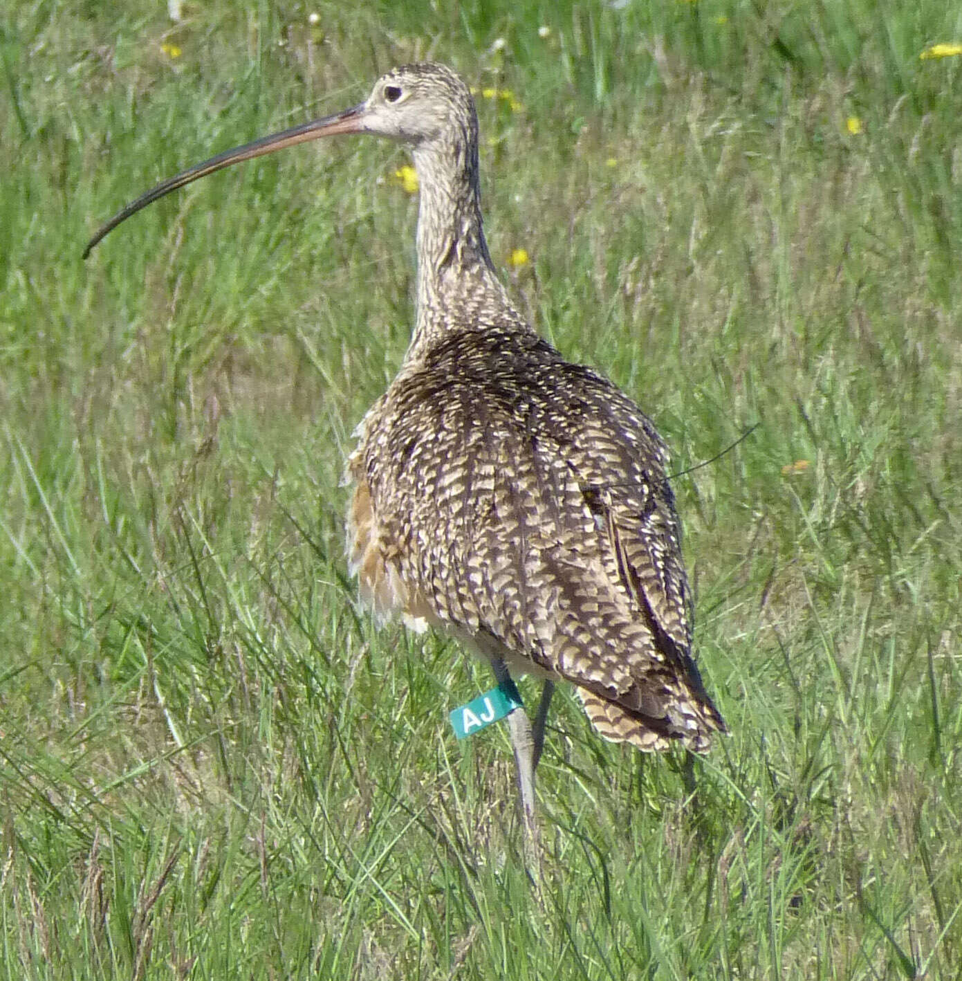 Image of Long-billed Curlew