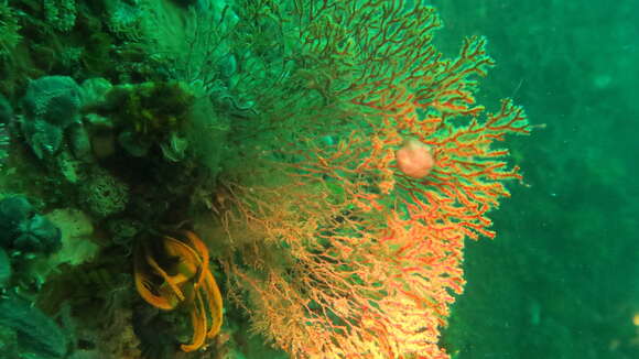 Image of Multicoloured sea fan