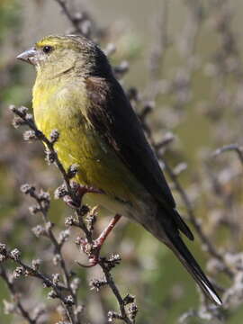 Image of Cape Siskin