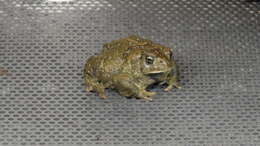 Image of Baxter's Toad